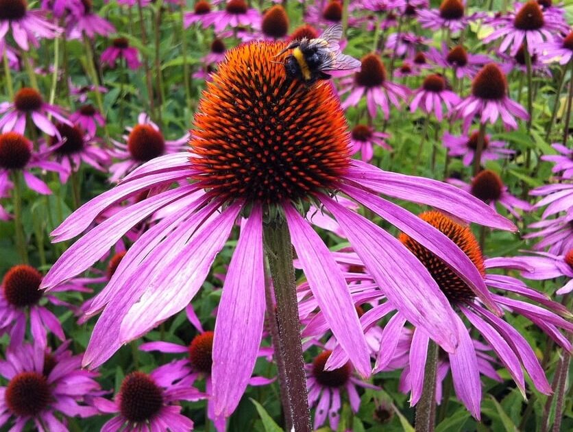 echinacea